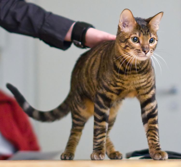 Toyger httpsuploadwikimediaorgwikipediacommonscc