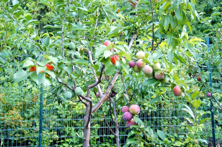 Tree of 40 Fruit This amazing tree grows 40 different kinds of fruit Inhabitat
