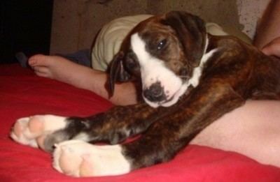 Treeing Cur Treeing Cur Dog Breed Pictures
