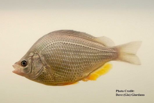Tule perch California Fish Species California Fish Website