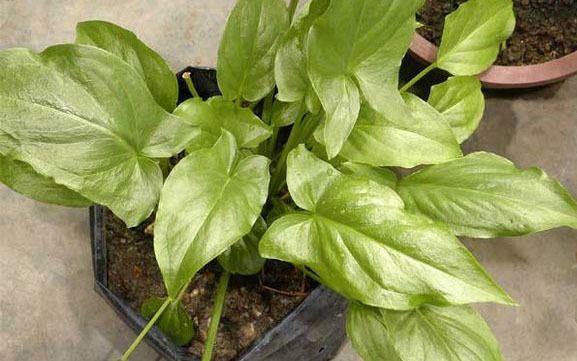 Typhonium flagelliforme RODENT TUBER Typhonium flagelliforme greentropicals