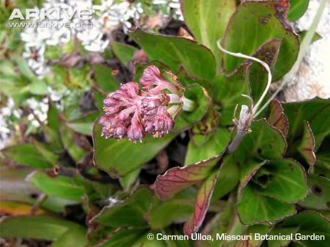 Valeriana Valeriana videos photos and facts Valeriana secunda ARKive