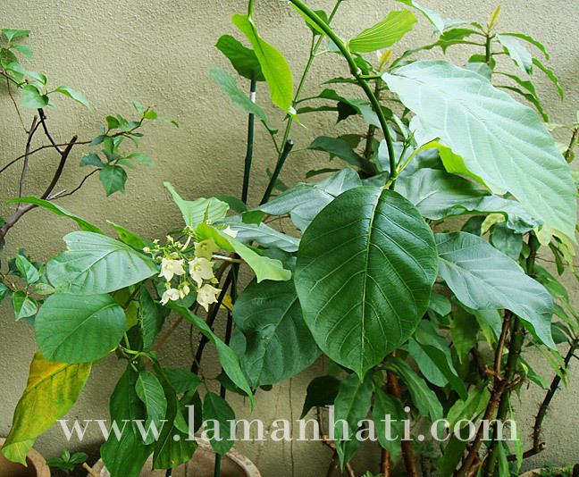 Vallaris Vallaris GlabraKesidang Flower Laman Hati