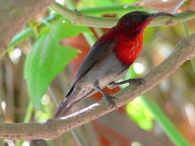 Vigors's sunbird Oriental Bird Club Image Database Vigors39s Sunbird Aethopyga