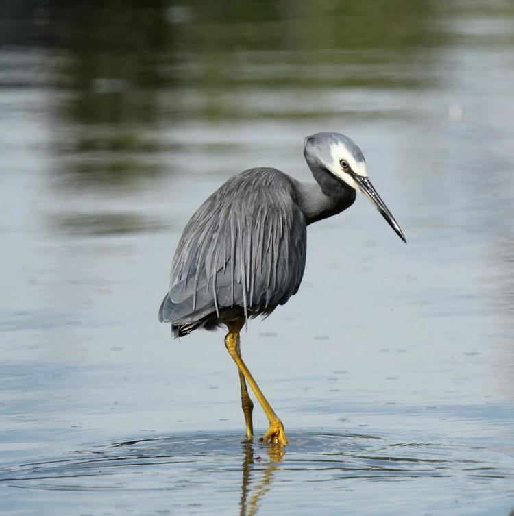 White-faced heron Whitefaced heron New Zealand Birds Online