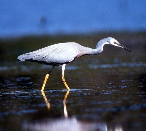 White-faced heron Whitefaced heron New Zealand Birds Online