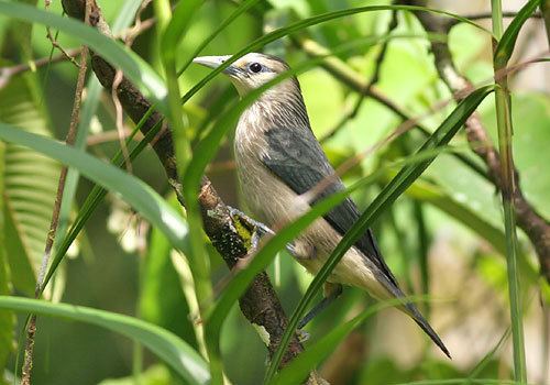 White-faced starling Surfbirds Online Photo Gallery Search Results