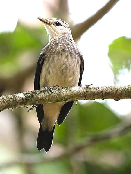 White-faced starling Oriental Bird Club Image Database Whitefaced Starling