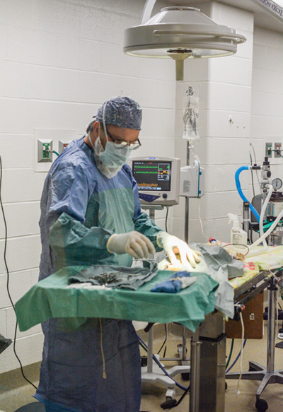 animal surgery