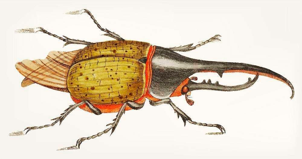 Hercules Beetle