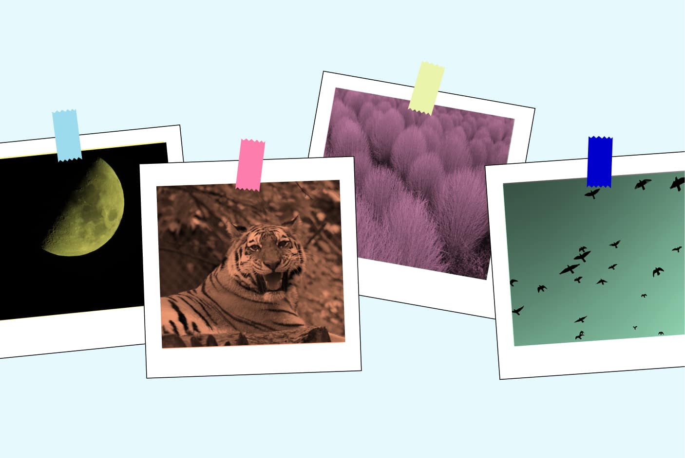 WordPress Photo Directory WordPress Photo Directory