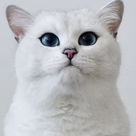 albertwolf1992's GitHub avatar
