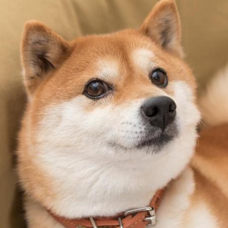 Contributor NeutroGe