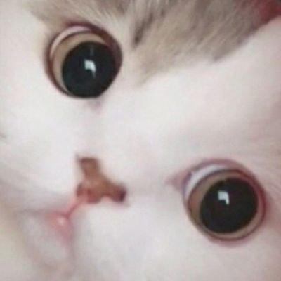 wil's GitHub avatar