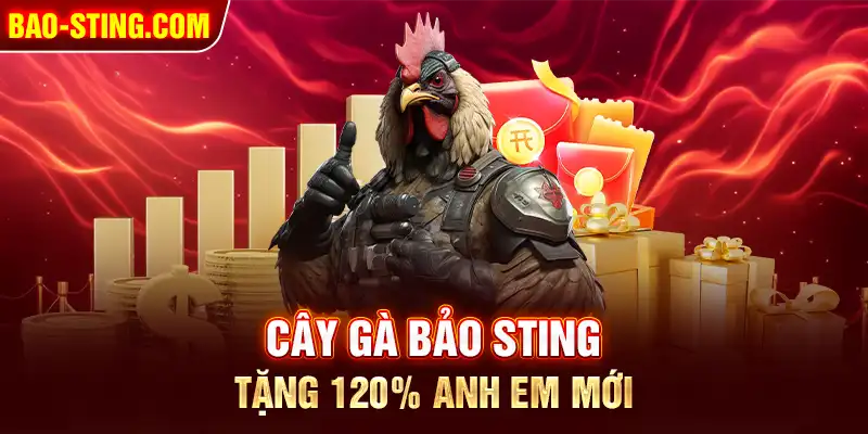 Cây gà Bảo Sting - Tặng 120% Anh Em mới