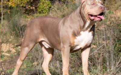 Temperamento del American Bully XL