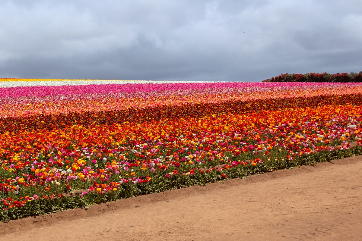 Carlsbad Vast field of colorful flowers.