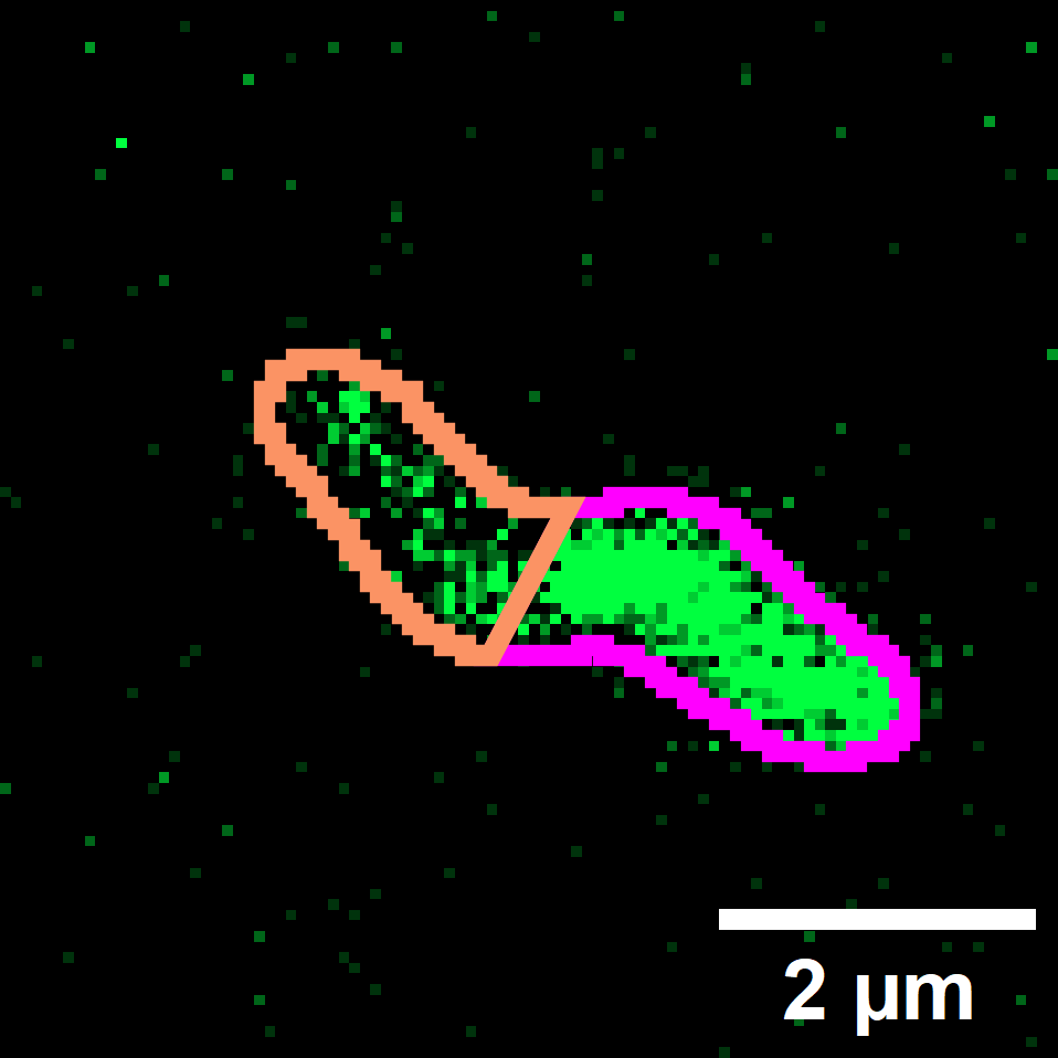 Replication Data for: Experimental and simulated FRAP for the quantitative determination of protein diffusion in helical cells