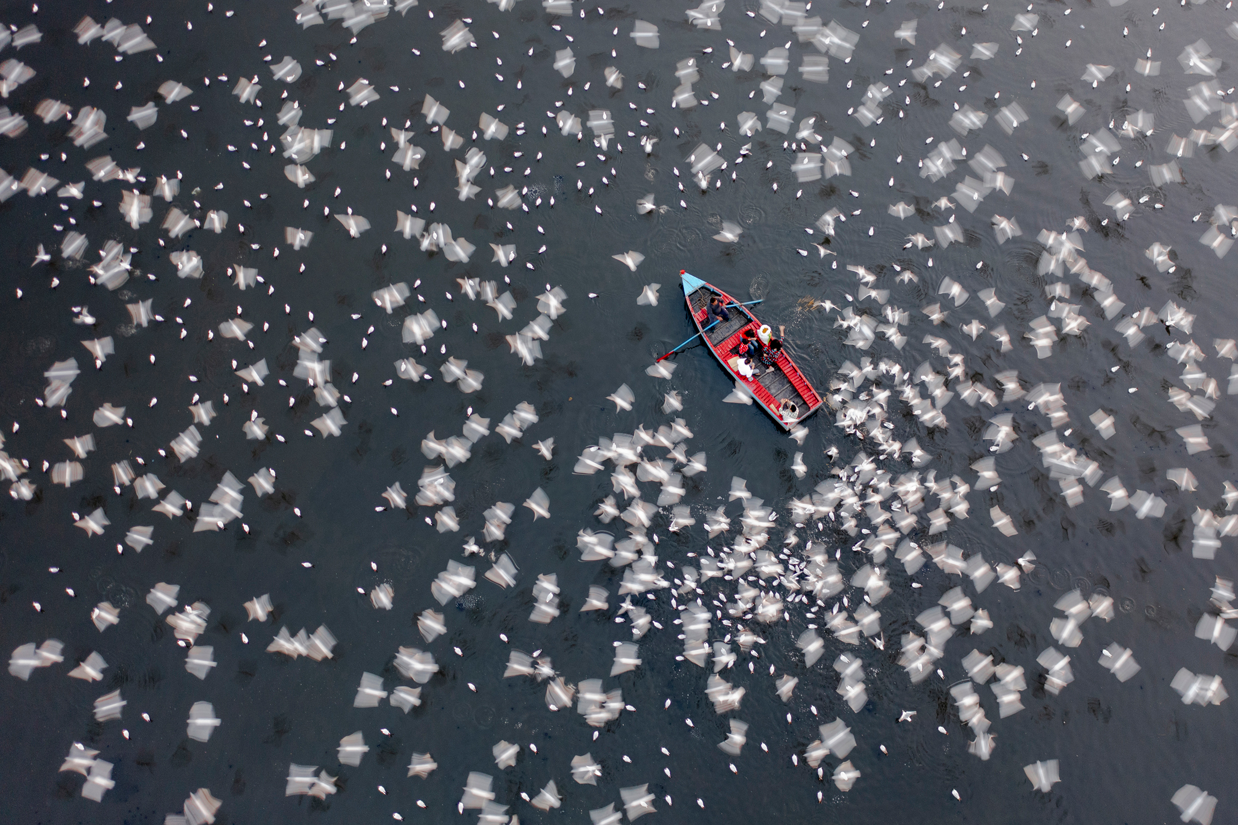 Aerial view of a small red boat with people rowing surrounded by a large flock of white birds flying over dark water
