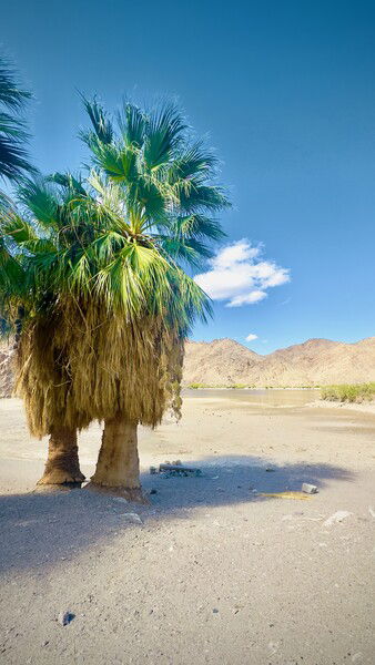 Standalone palm trees