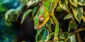 How Long Do Chameleons Live?