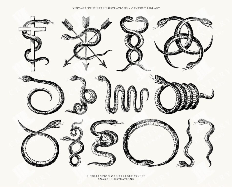 Vintage Snake Line Art Illustration Pack, Serpent Png Clipart Set, Witchy Dark Academia Artwork