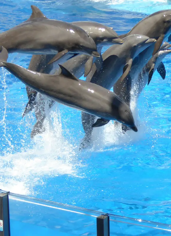 Pod of dolphins leaping from water