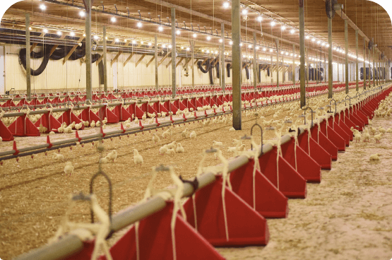 Clark Poultry Farm
