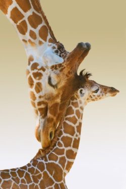 Giraffes in love