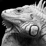 Páldi Balázs avatar