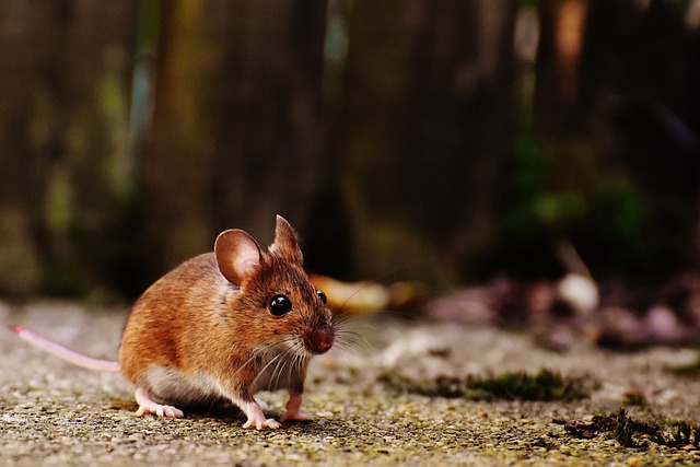 Rodent Control in Tinton Falls, NJ