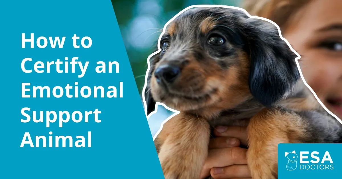 How to Certify an Emotional Support Dog