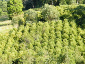Zest Myrtle Plantation