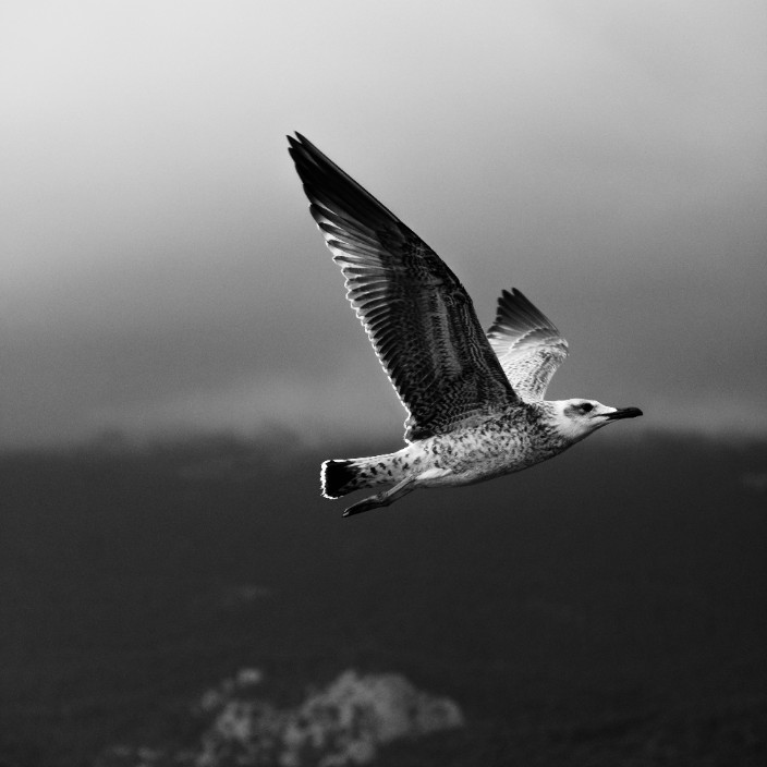 50075.eth Ethereum Name Service (ENS and .eth domain) PFP