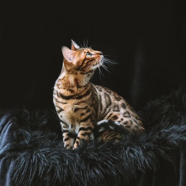 ciphernet.eth Ethereum Name Service (ENS and .eth domain) PFP