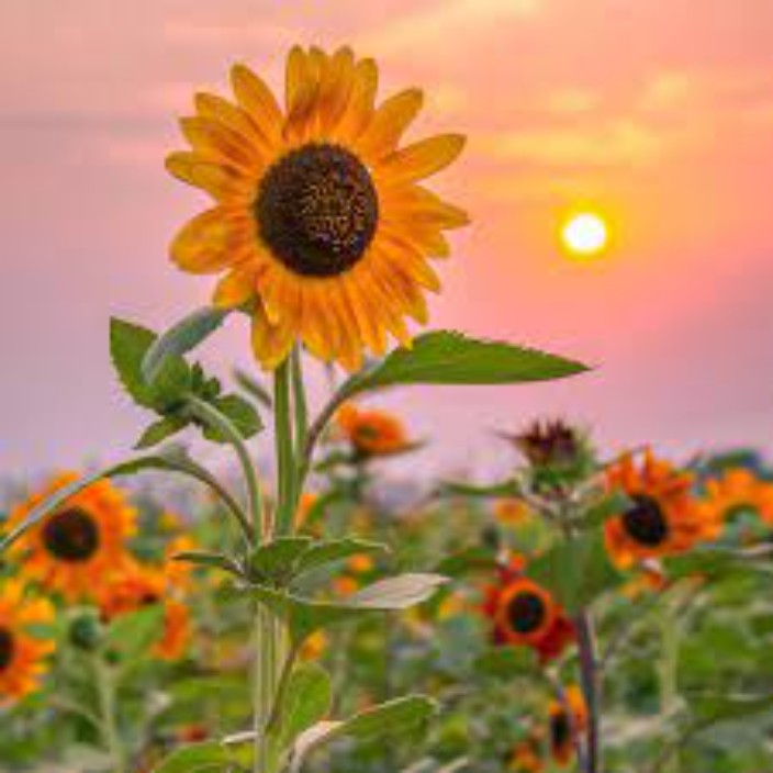 graciousness.eth Ethereum Name Service (ENS and .eth domain) PFP