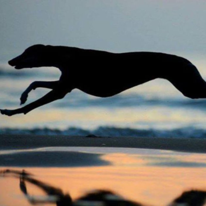 greyhound.eth Ethereum Name Service (ENS and .eth domain) PFP