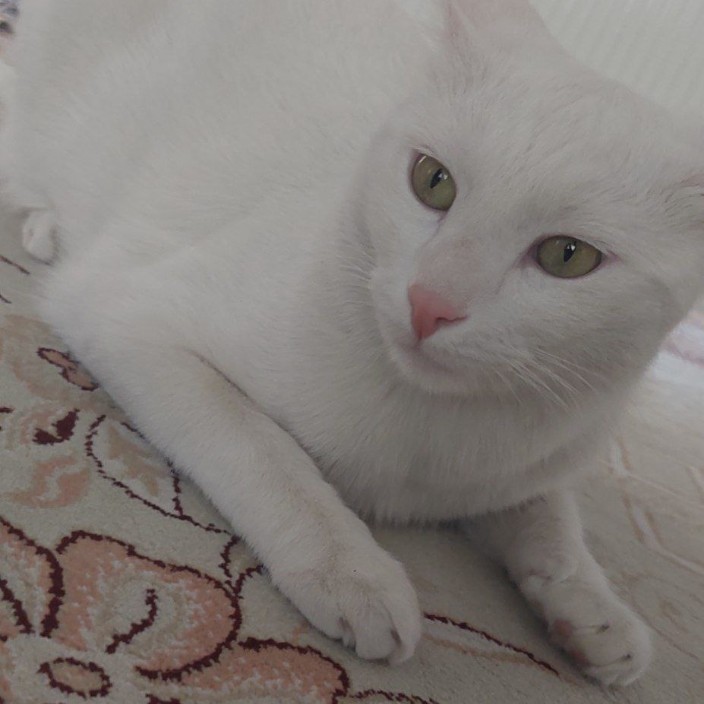 kittyy.eth Ethereum Name Service (ENS and .eth domain) PFP