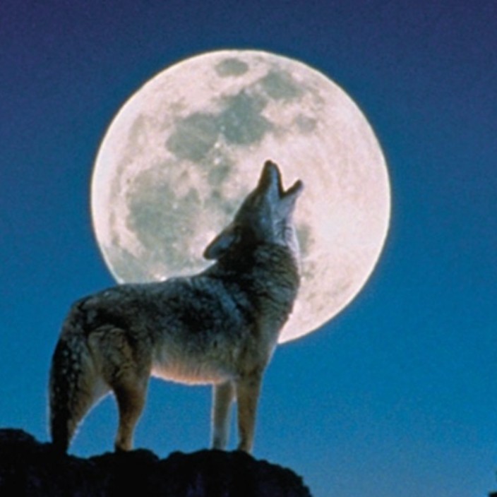 rixls.eth Ethereum Name Service (ENS and .eth domain) PFP