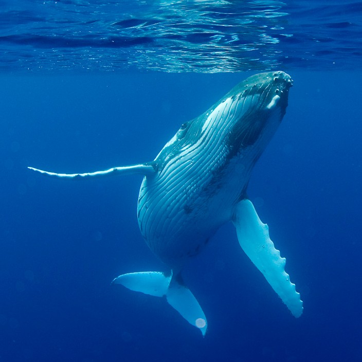 ryien.eth Ethereum Name Service (ENS and .eth domain) PFP