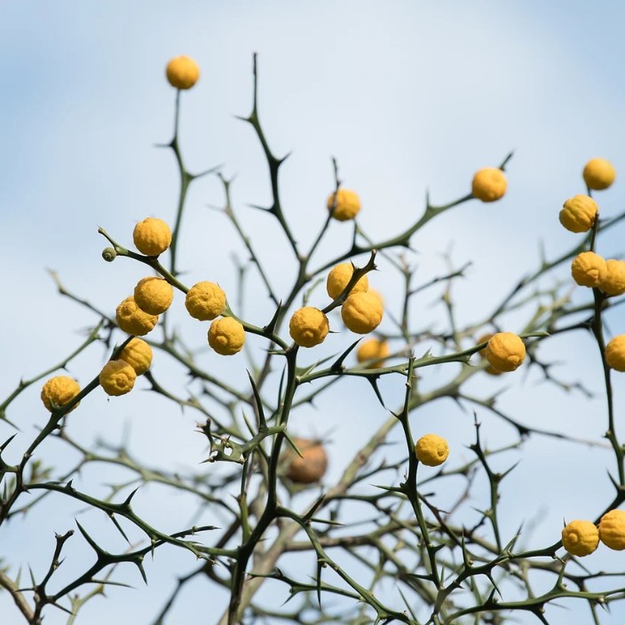 snapname.eth Ethereum Name Service (ENS and .eth domain) PFP