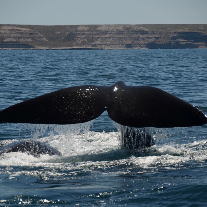 ste-fan.eth Ethereum Name Service (ENS and .eth domain) PFP