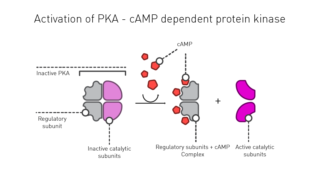 what does camp mean key examples explained