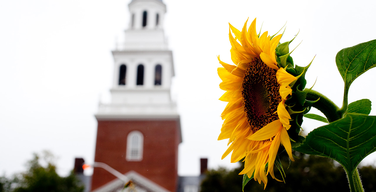 Closeup of a sunflower growing on Harvard University campus