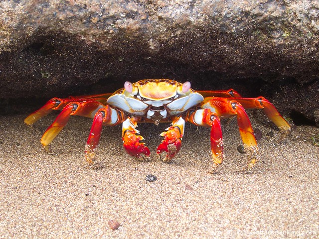Sally Lightfoot Crab Sally Lightfoot Crab