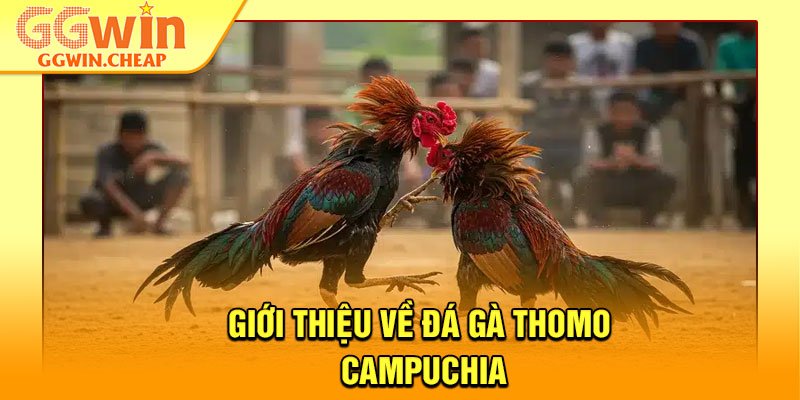 Đá Gà Thomo Campuchia - Sàn Đấu Rực Lửa Cho Hội Viên GGWin 2 Giới thiệu về đá gà Thomo Campuchia