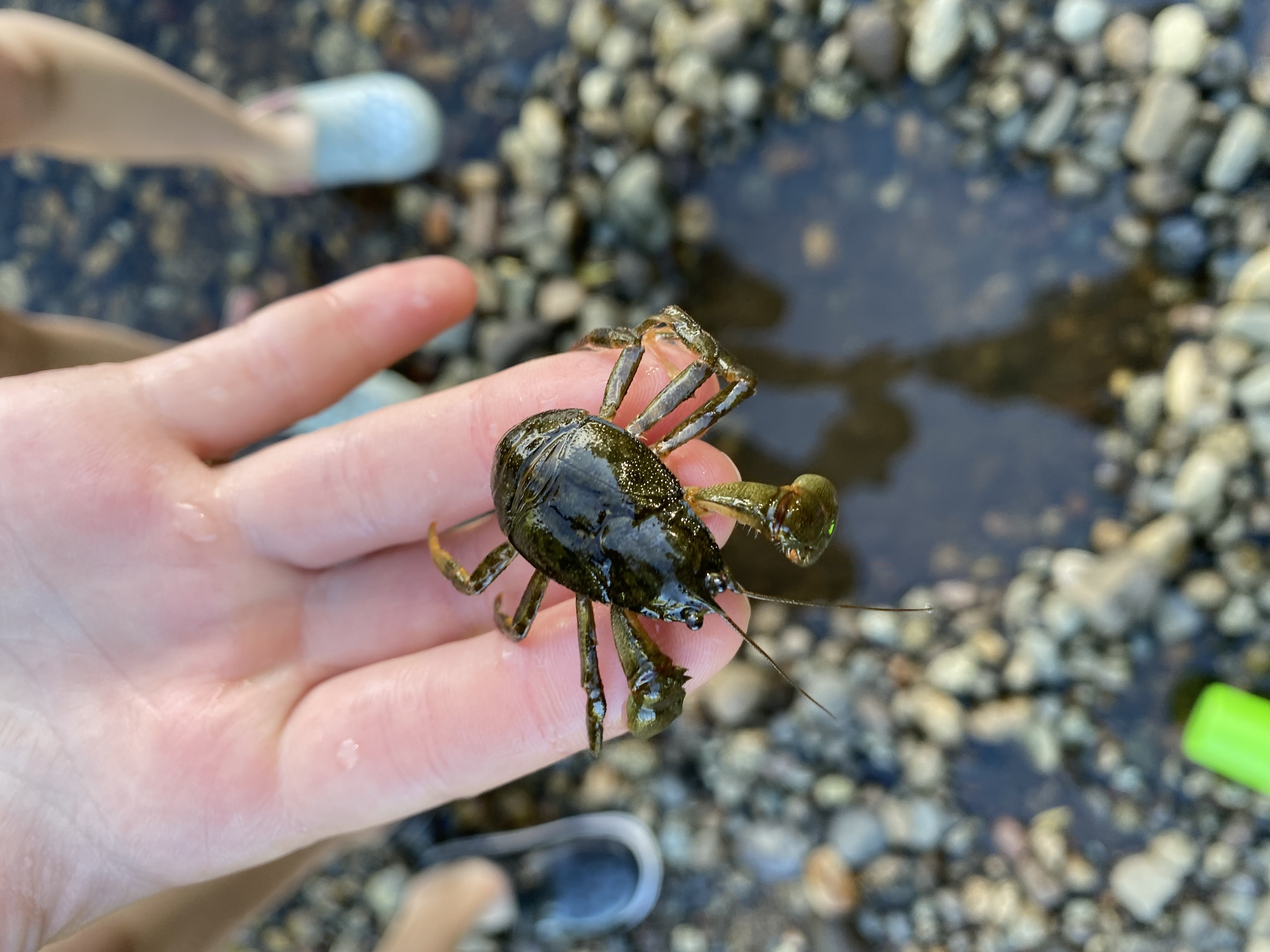 picture of someone holding a freshwater crab