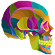 Human Skull