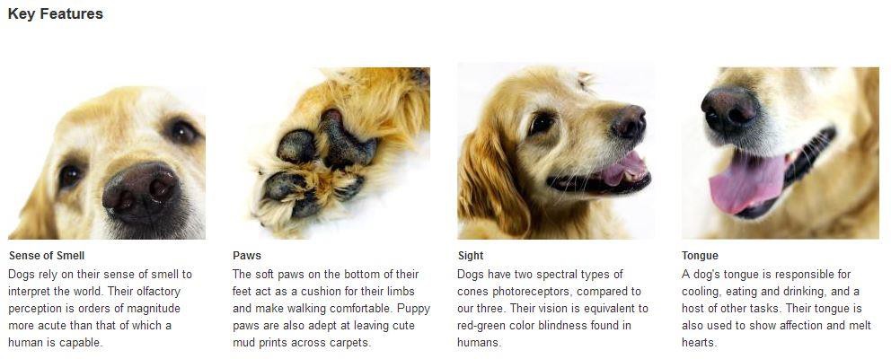 The rendered StandardFourImageTextModule. The rendered StandardFourImageTextModule. This module contains four horizontal panels. Each panel consists of a top-aligned image with a text below the image.