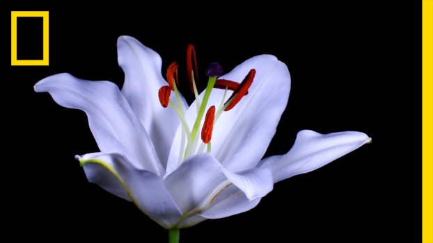 Time-Lapse: Watch Flowers Bloom Before Your Eyes | Short Film Showcase Time-Lapse: Watch Flowers Bloom Before Your Eyes | Short Film Showcase
